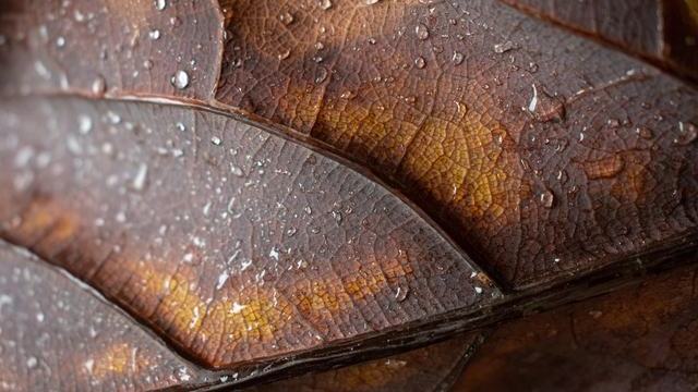 饭圈接机大巴被指没报备，交警和经纪公司各发了一条劝离